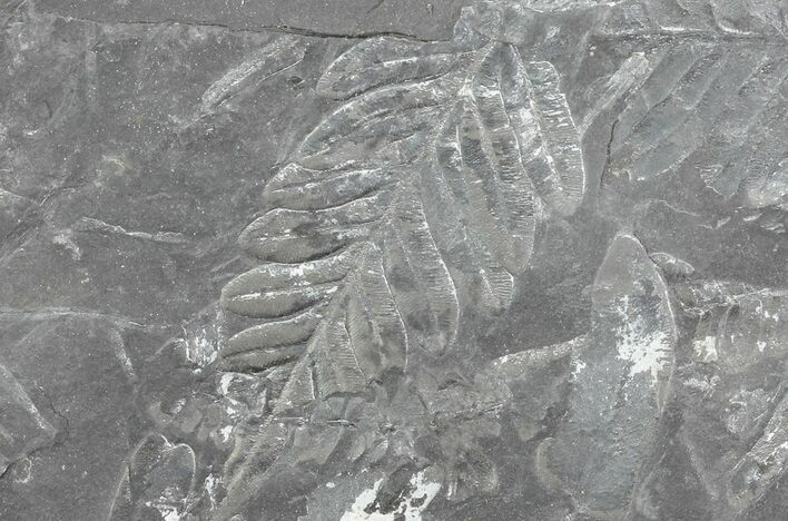 Wide Fossil Seed Fern Plate - Pennsylvania #65910